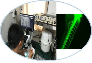 生物技術(shù)推廣服務(wù) 前景廣闊、待遇優(yōu)厚的“筍工”新選擇